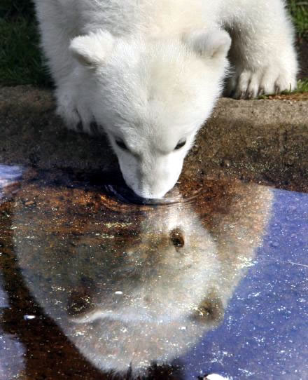 Polar Bear Berlin Zoo