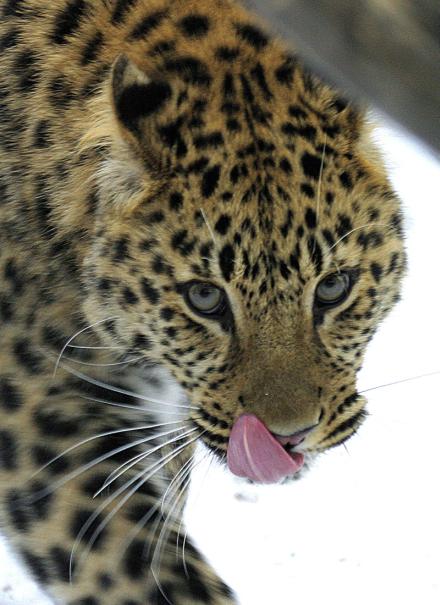 WWF Leopard