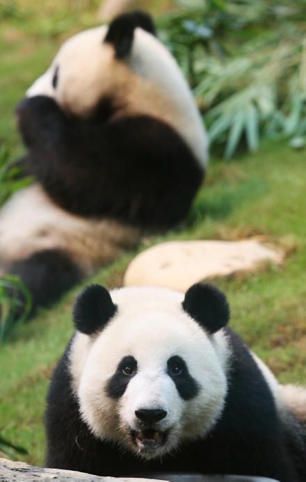 Chinese Pandas Hongkong