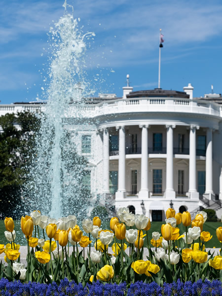 White House, Tulips