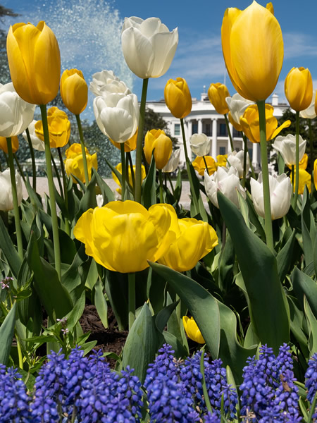 White House, Tulips